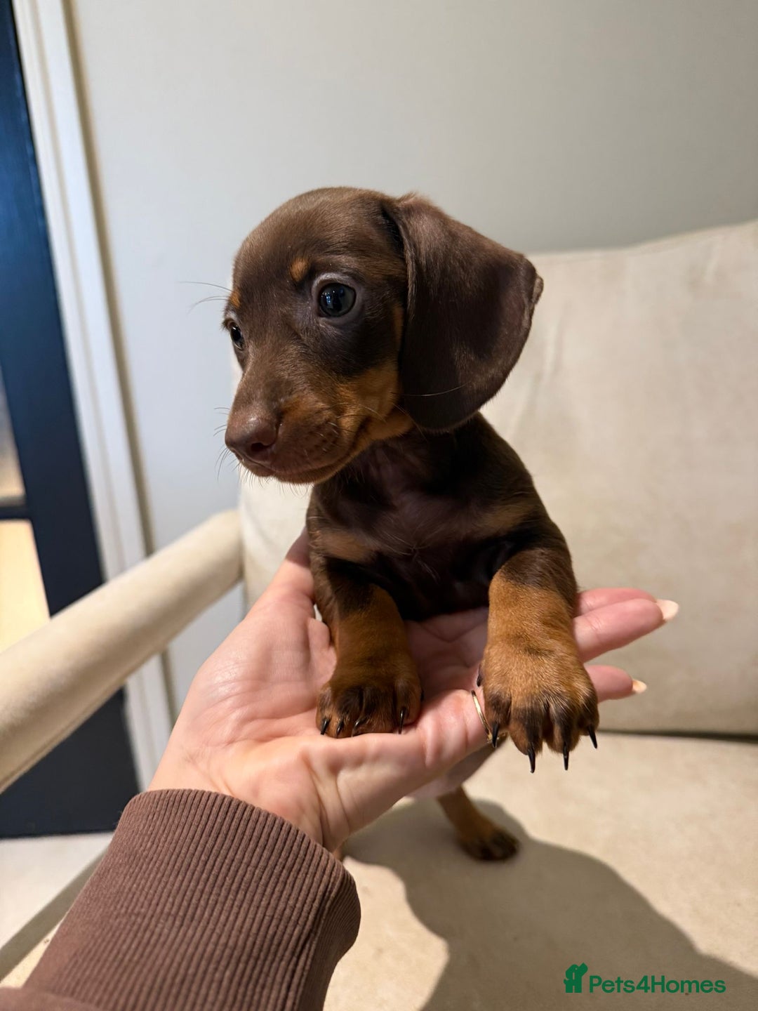 Miniature Dachshund dogs for sale: Beautiful choc and tan dachshund  - Image 1
