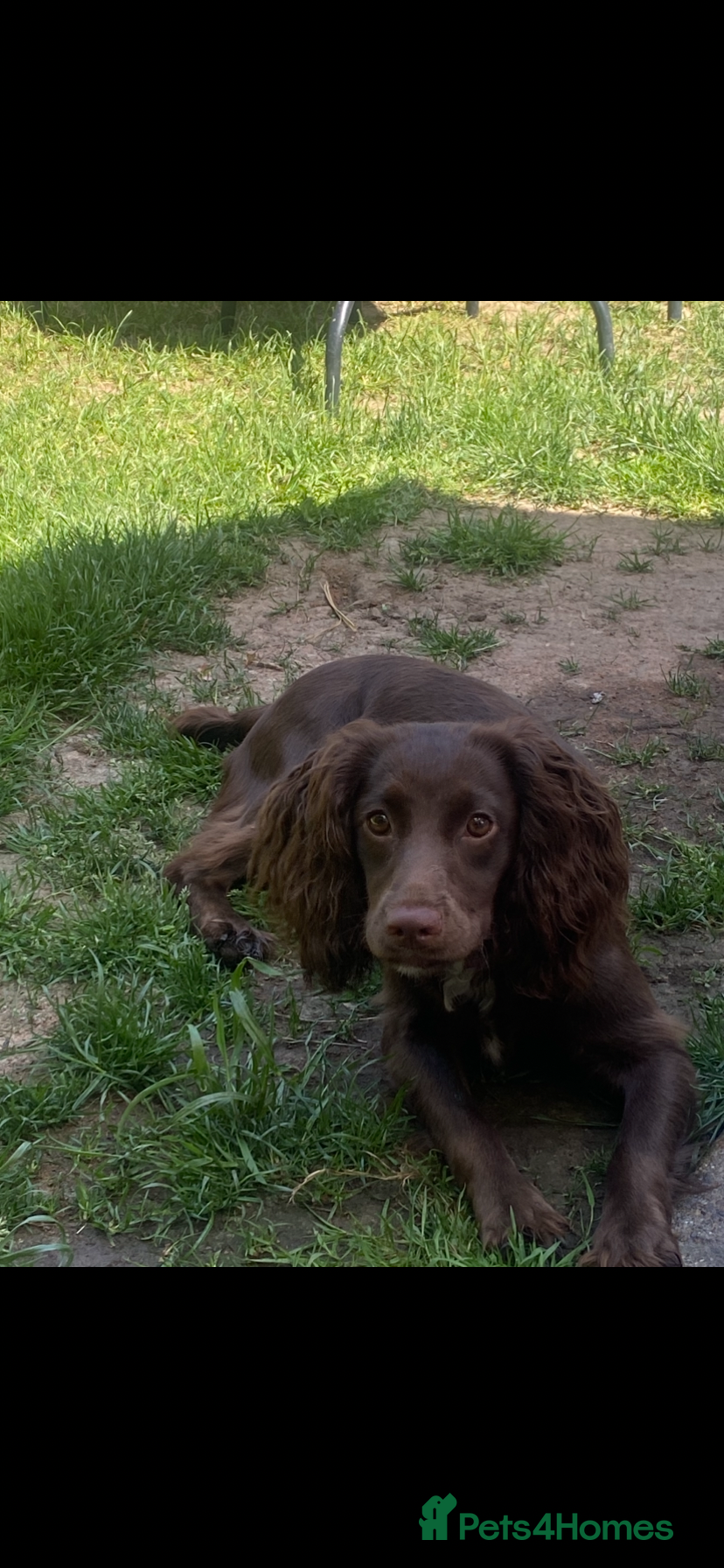 Sprocker dogs Gorgeous sprocker - Advert 1