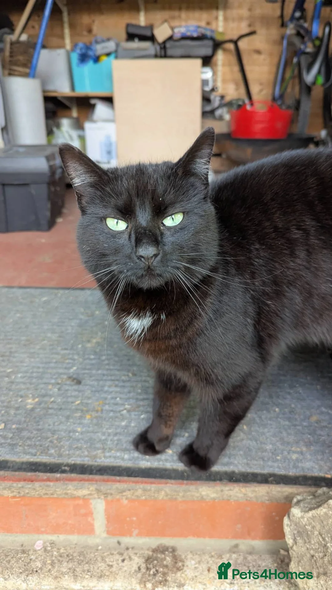 Mixed Breed cats for sale: adult female cat for sale - Advert 2