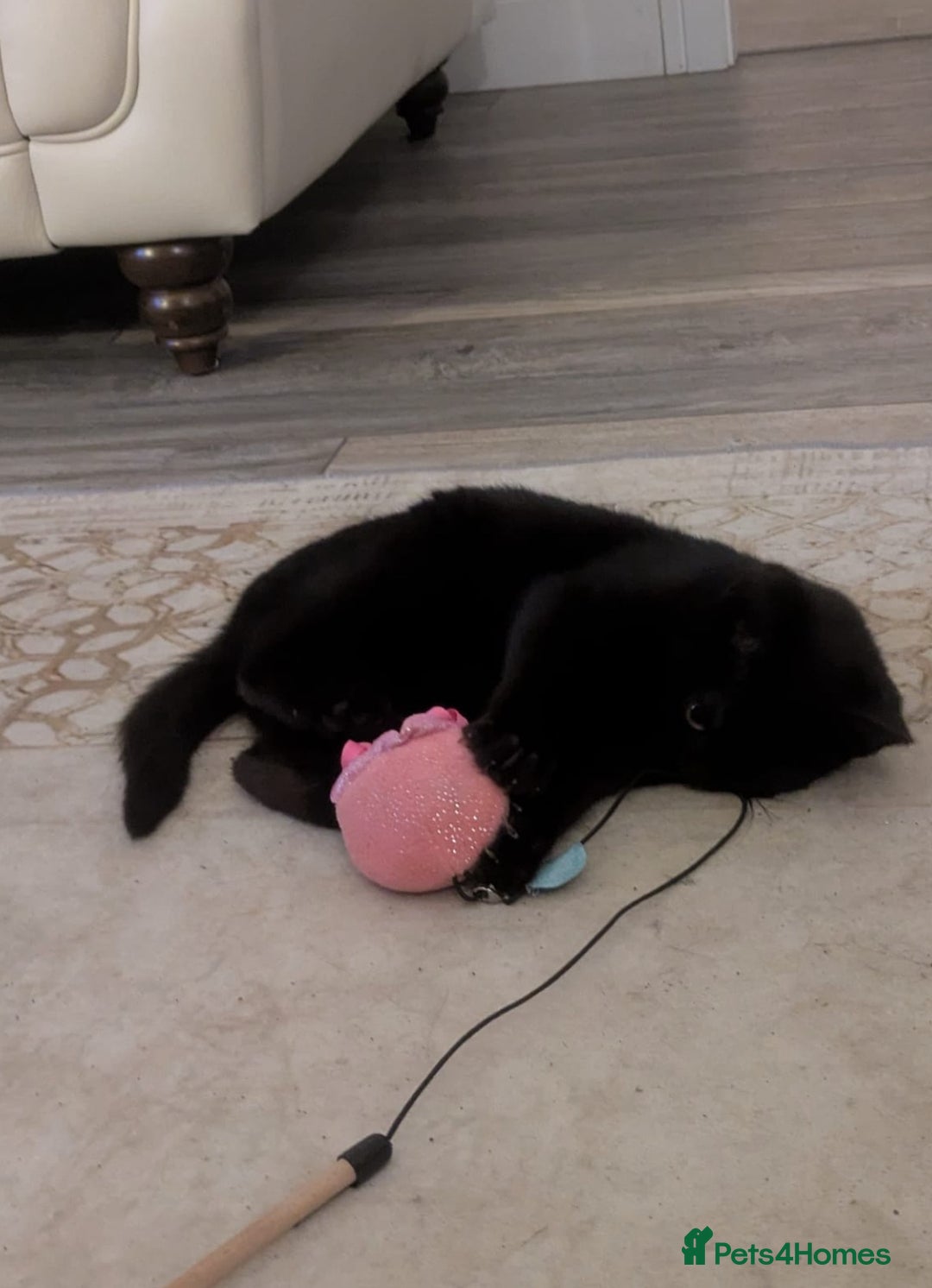 Mixed Breed cats for sale: 3 female kittens - Advert 7