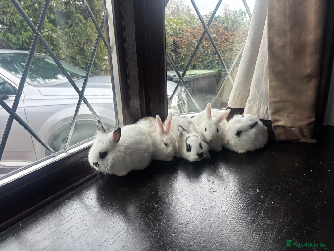 Mixed Breed rabbits for sale: Dwraf bunnies for sale  - Advert 21