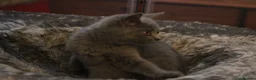 Scottish Fold cats for sale: Scottish straight girls ready for a new home🥰 - Advert 4