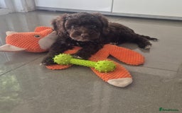 Cockapoo dogs for sale: F1 cockapoo - Ready Now - Image 2