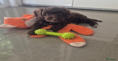 Cockapoo dogs - Advert 15