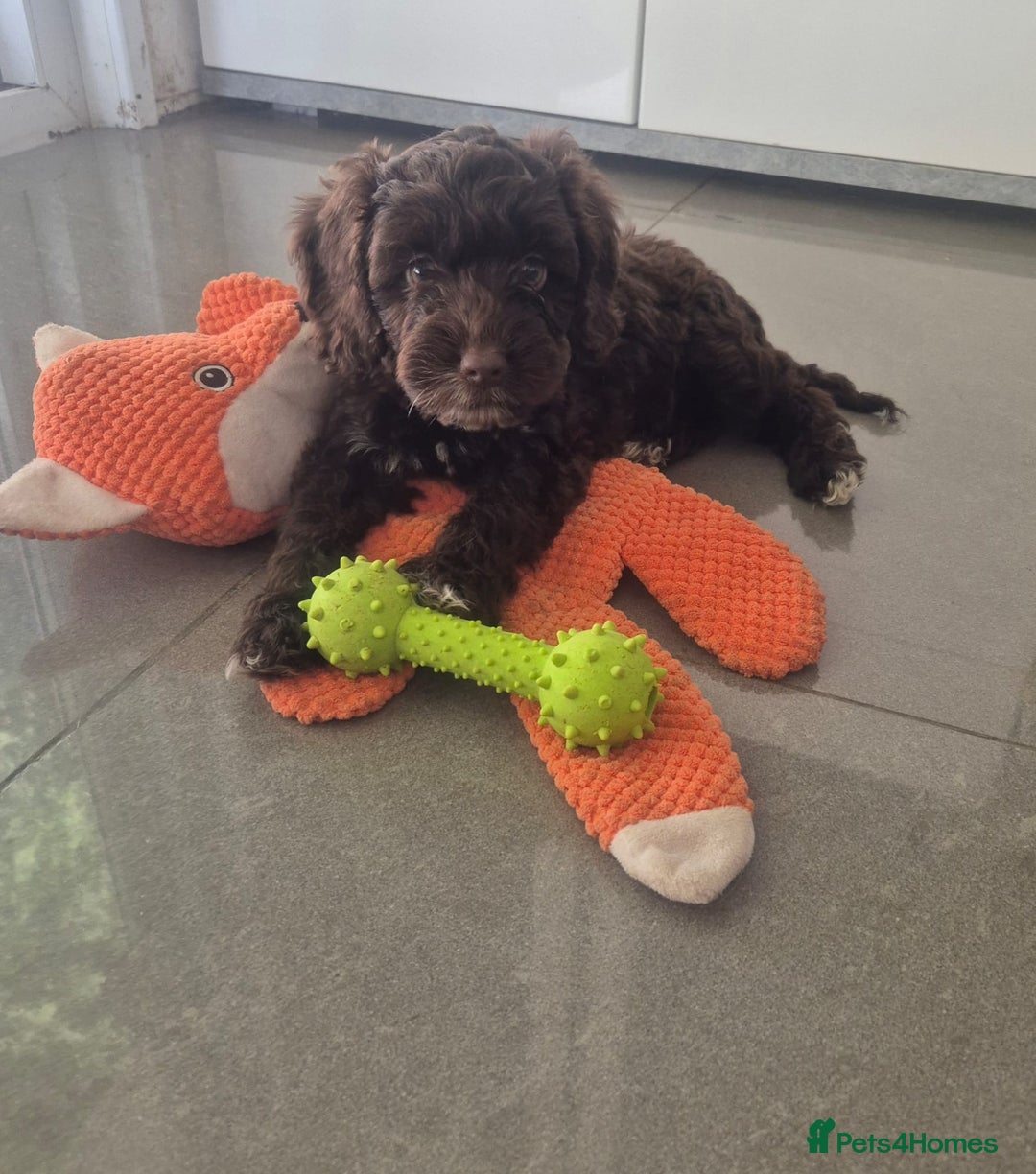 Cockapoo dogs for sale: F1 cockapoo - Ready Now - Image 2