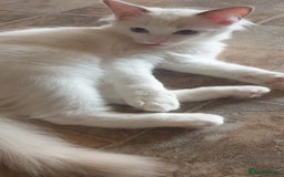 Ragdoll cats for sale:  GCCF KITTENS CHOC & LILAC MITTED AND BI-COLOUR in Darwen - Image 35