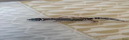 Leopard Gecko reptiles for sale: Baby leopard geckos  - Advert 12