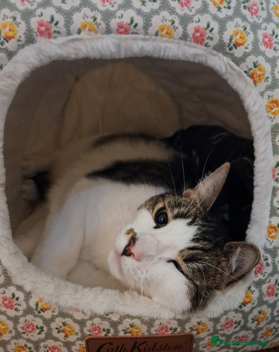 Mixed Breed cats for sale: Oreo and Luna - Advert 5