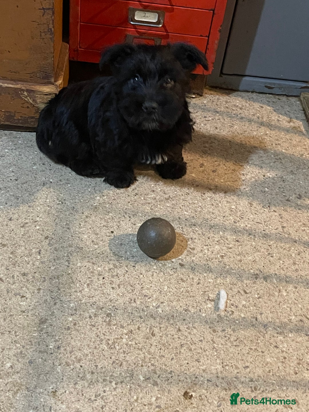 Mixed Breed dogs for sale: Adorable wauzer puppies for sale  - Image 2