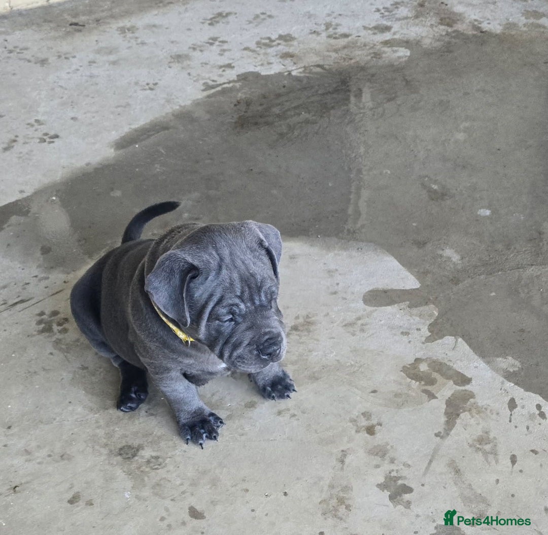 Staffordshire Bull Terrier dogs for sale: super adorable Blue Staffys pups. Kc-reg - Advert 3