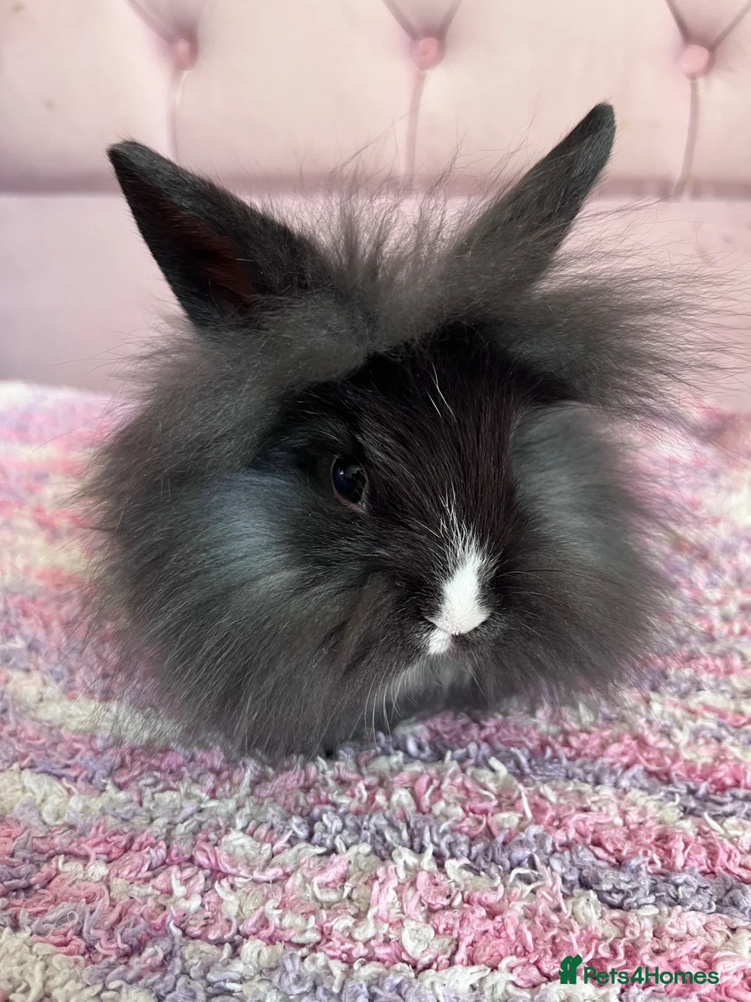 Lionhead rabbits for sale: 6 lionheads READY NOW!! - Advert 2