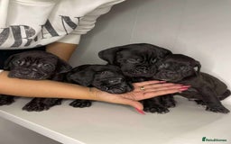 Cane Corso dogs for sale: Cane Corso Puppies  - Image 1
