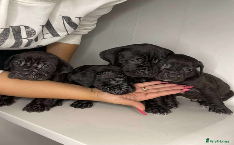 Cane Corso dogs - Advert 2