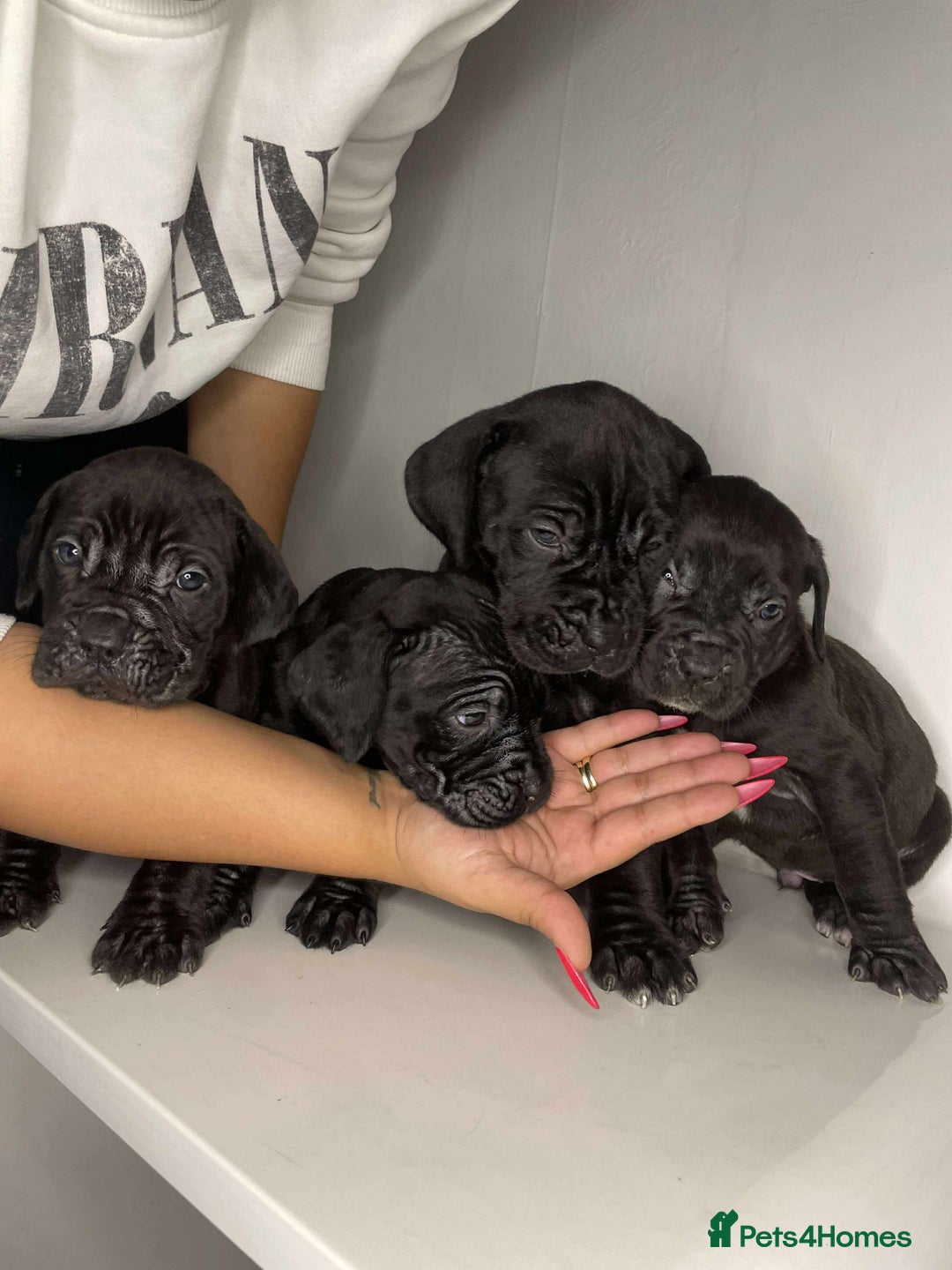 Cane Corso dogs for sale: Cane Corso Puppies  - Image 1