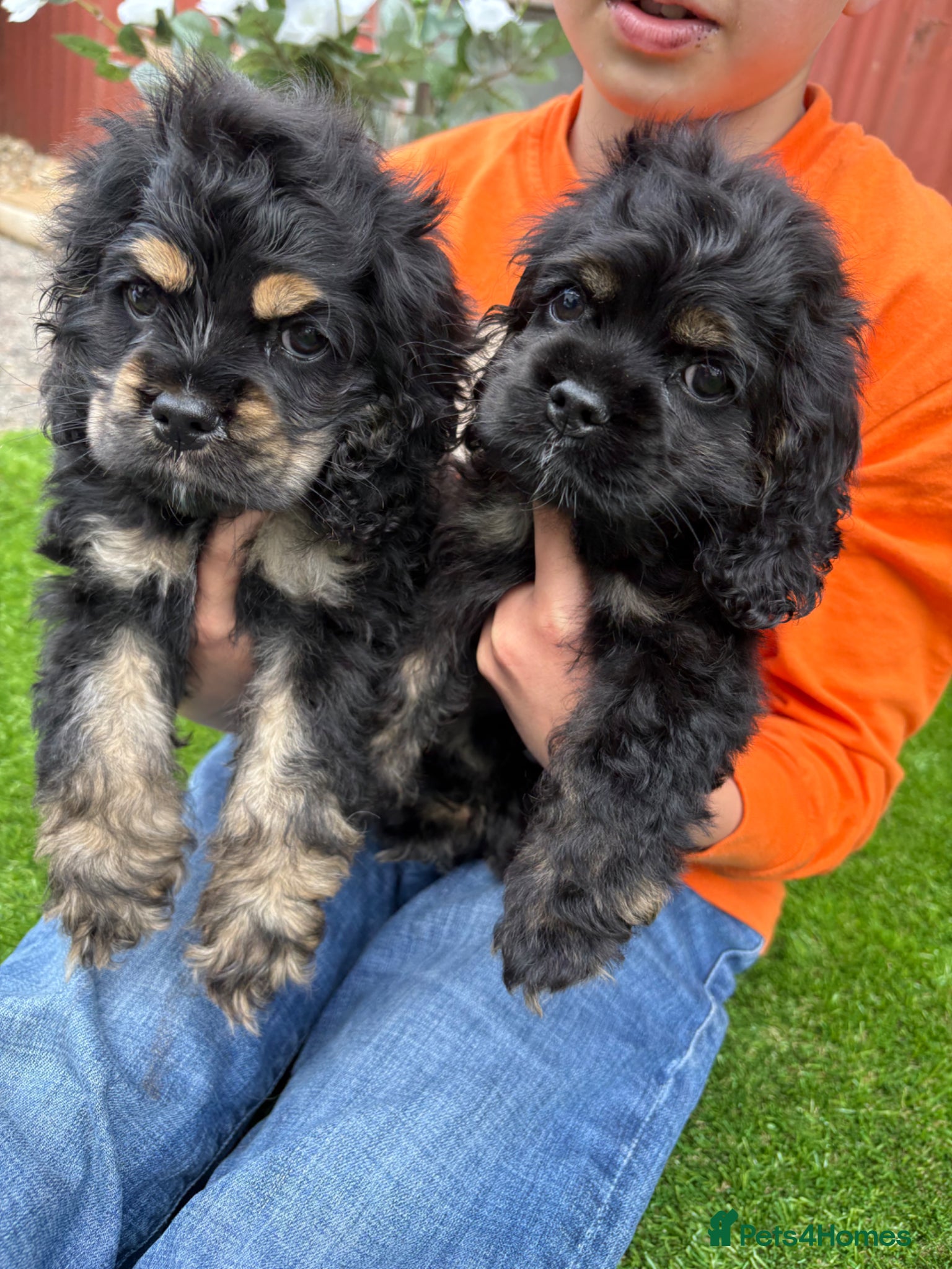 American Cocker Spaniel dogs READY NOW  kc reg American cocker spaniel puppy’s  - Advert 1
