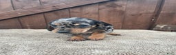 Dachshund dogs for sale: 3 beautiful dachshund puppies for new home!!!! - Advert 8