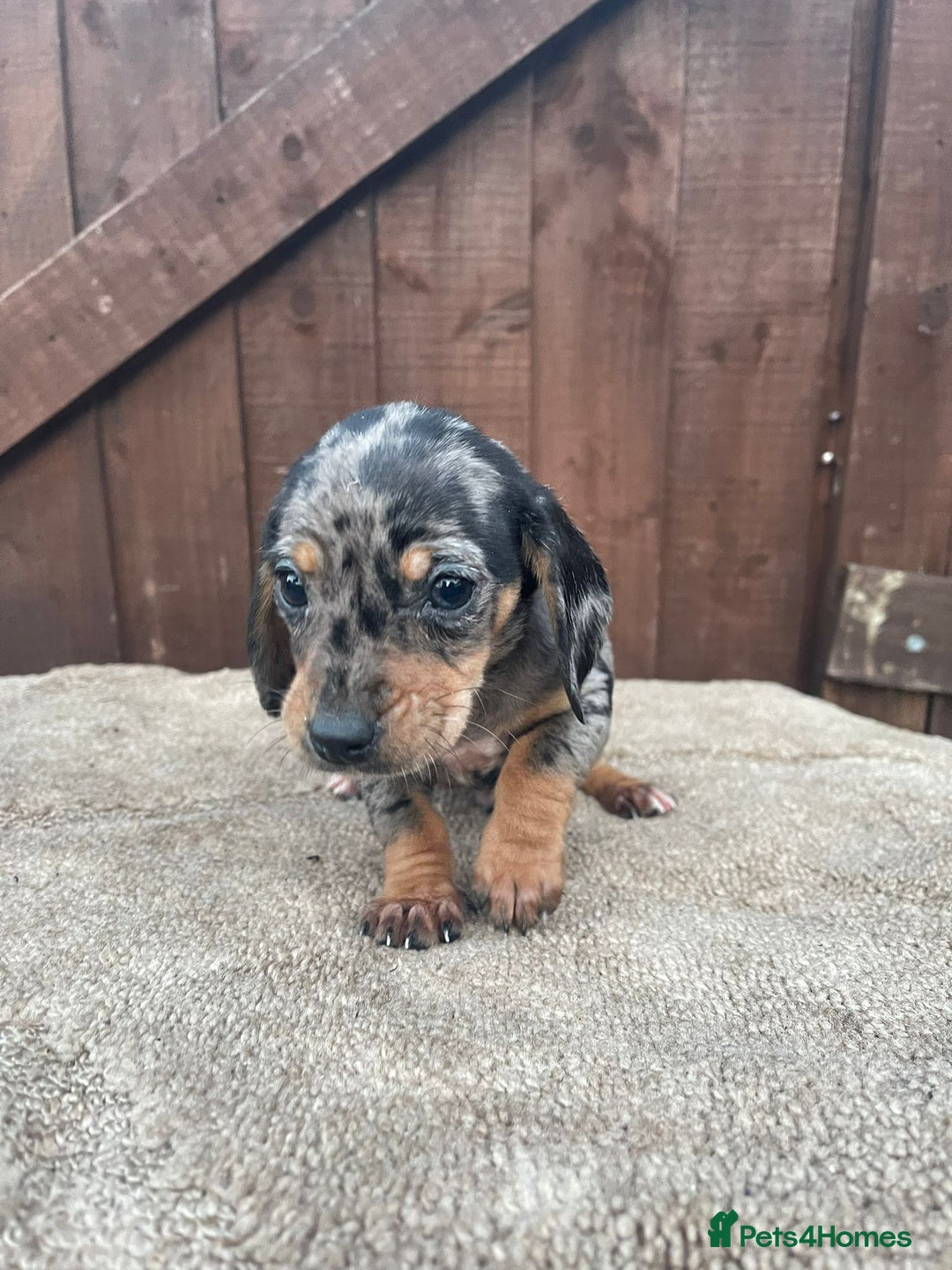 Dachshund dogs for sale: 3 beautiful dachshund puppies for new home!!!! - Advert 8