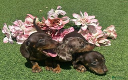 Dachshund dogs for sale: Dachshund Puppy 1 - 7 minature dashound puppies ready to leave  - Image 4