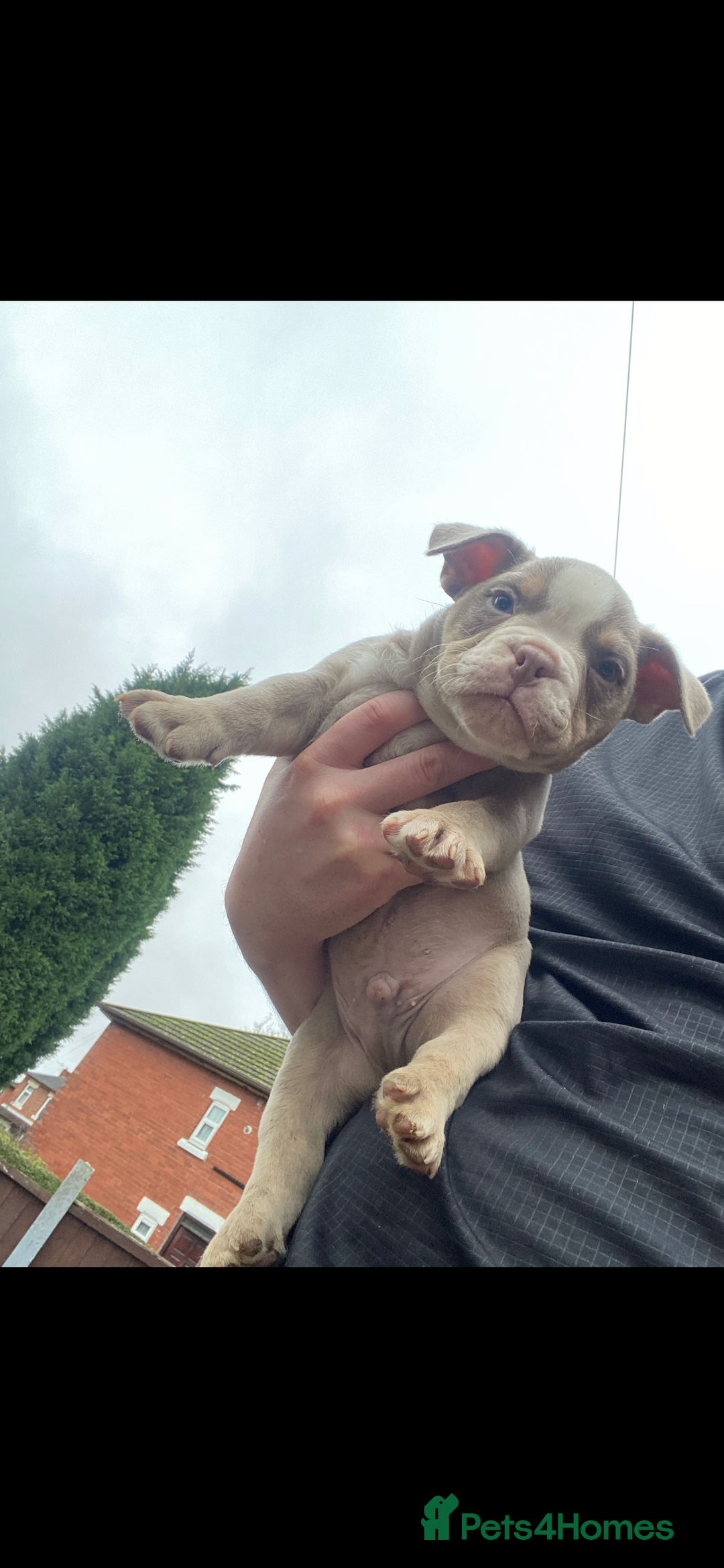American Bully dogs for sale: POCKET BULLY PUPPYS  - Advert 4