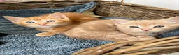 Ragdoll cats for sale: Handsome ginger Ragdoll X well handled boy kittens - Advert 5