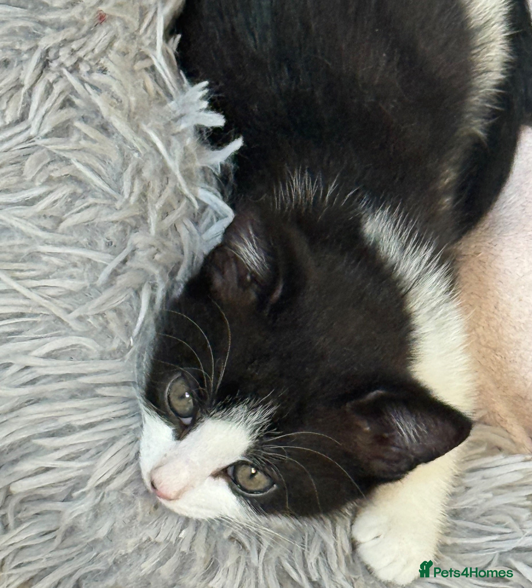 Mixed Breed cats One sweet girl left for her forever home 🩷 - Advert 2