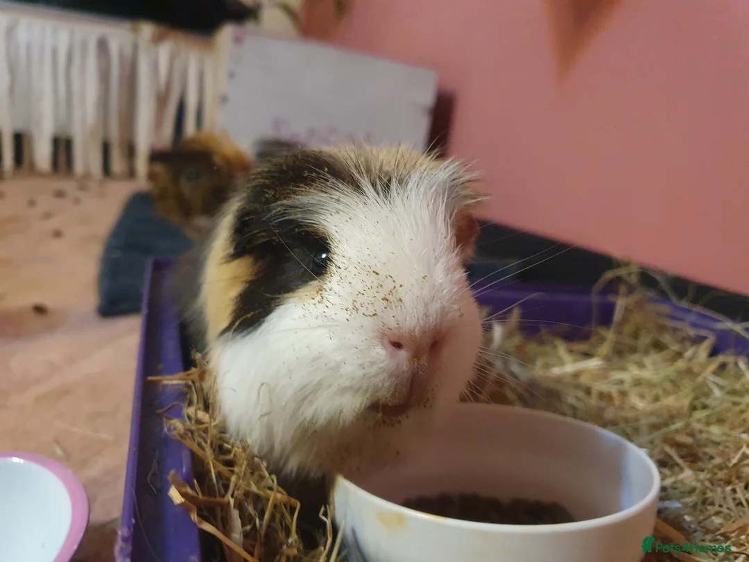 Guinea Pig rodents for sale: 2 guinea pigs! in Bolton - Advert 2