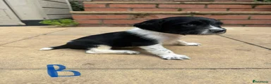 English Springer Spaniel 3