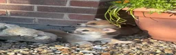Welsh Corgi Pembroke dogs for sale: Ready to go, 1 left KC Corgi Pups  - Advert 3