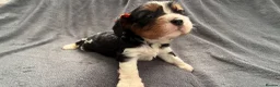 Cavalier King Charles Spaniel dogs for sale: Sweet RKCR Cavalier King Charles Spaniel Puppies - Advert 18