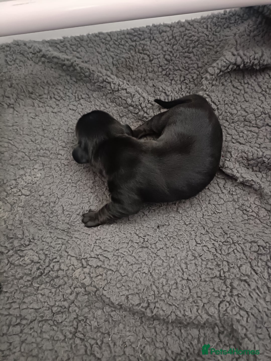 Dachshund dogs for sale: Beautiful daccys for sale ready 30th December  - Advert 5