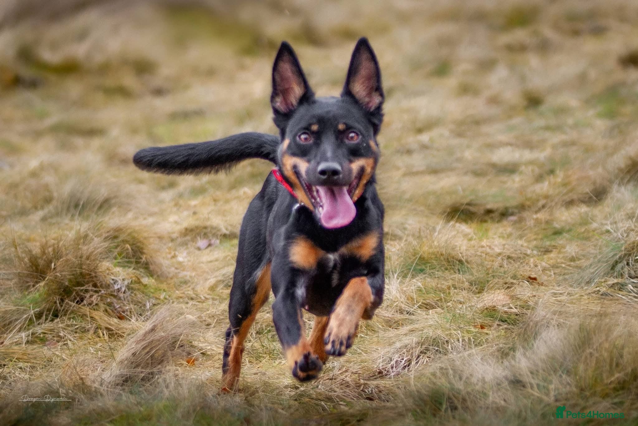 Mixed Breed dogs Kelpie x Whippet Puppies - Advert 3