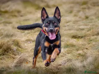 Mixed Breed dogs Kelpie x Whippet Puppies - Advert 1