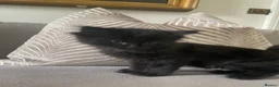 Mixed Breed cats for sale: Ragdoll mix beautiful black babies - Advert 3