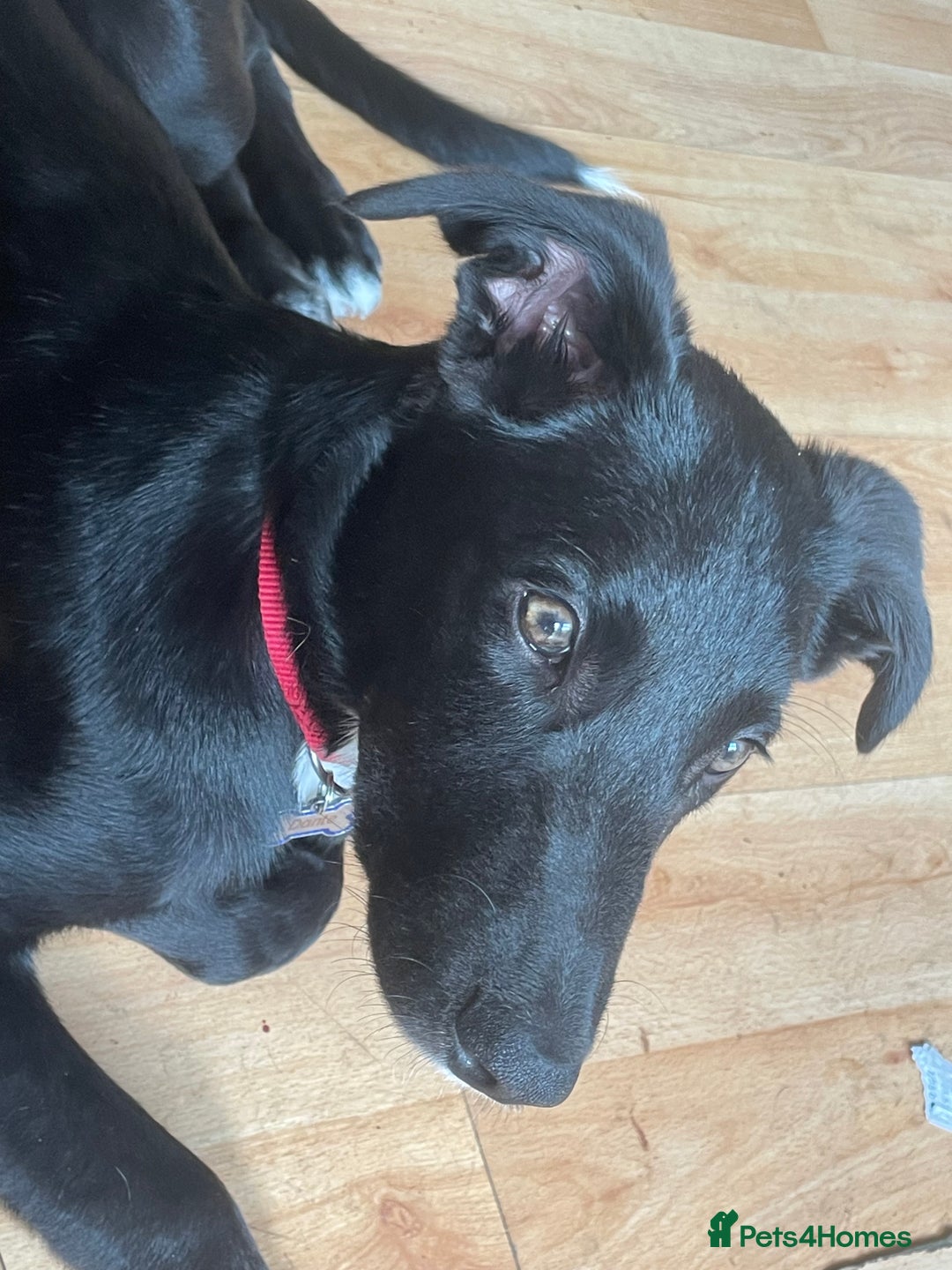 Mixed Breed dogs for sale: Dante  - Image 2
