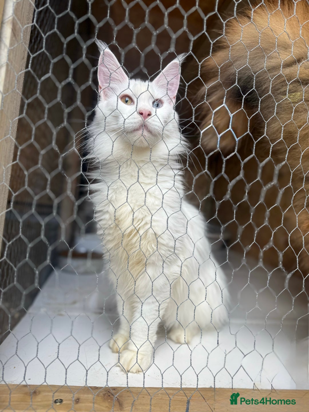 Maine Coon cats for sale: RARE STUNNING White Odd Eye Active Queen - Image 3