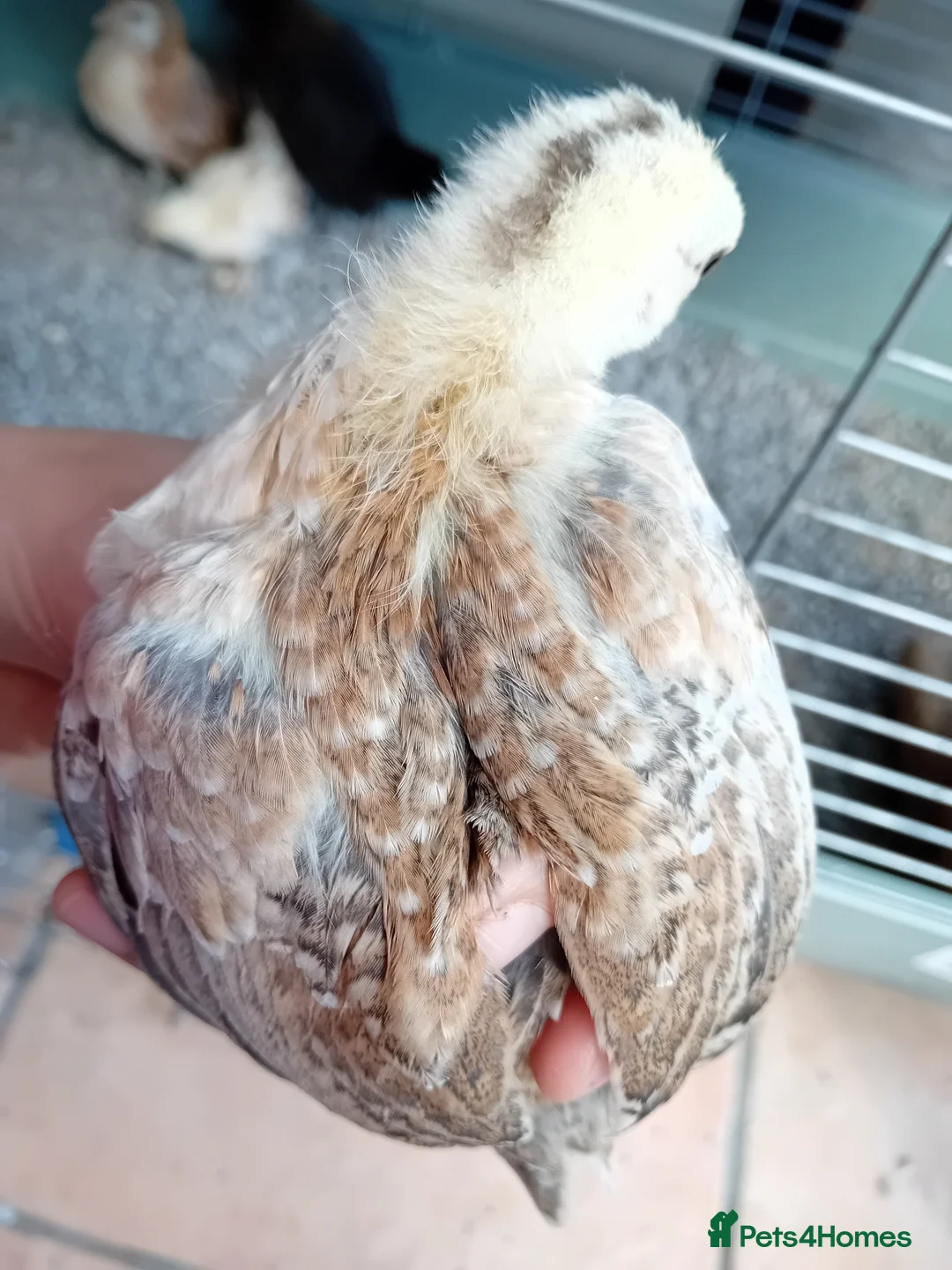 Chickens poultry for sale: Serama & D’Anver Cross Pullets  - Advert 2