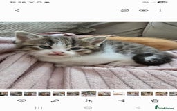 Mixed Breed cats for sale: Fluffy kittens - Image 2