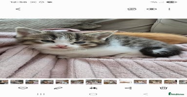 Mixed Breed cats - Advert 3