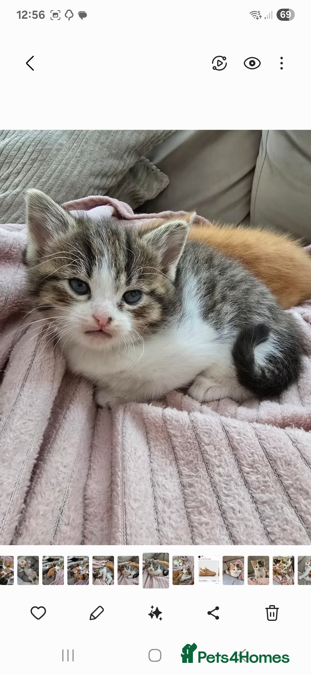Mixed Breed cats for sale: Fluffy kittens - Image 2
