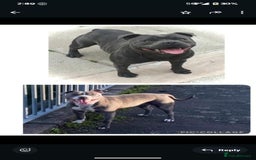 Staffordshire Bull Terrier dogs for sale: Royal blue full pedigree staff - Image 11