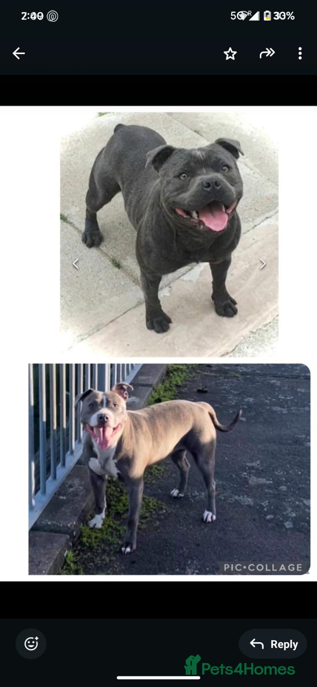 Staffordshire Bull Terrier dogs for sale: Royal blue full pedigree staff - Image 11