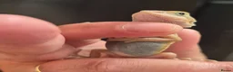 Bearded Dragon reptiles for sale: Baby bearded dragons  - Advert 6