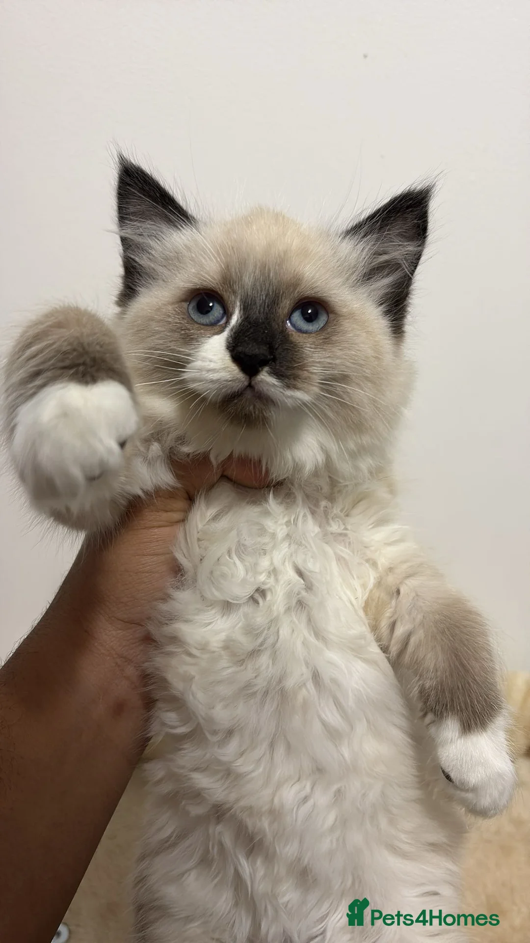 Ragdoll cats for sale: X3 Beautiful Ragdoll Kittens - Ready to leave 🐱 - Advert 18
