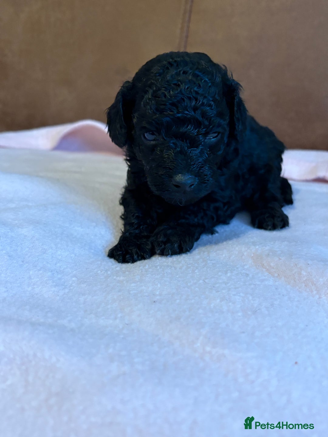 Toy Poodle dogs for sale: Toy poodle - Advert 7