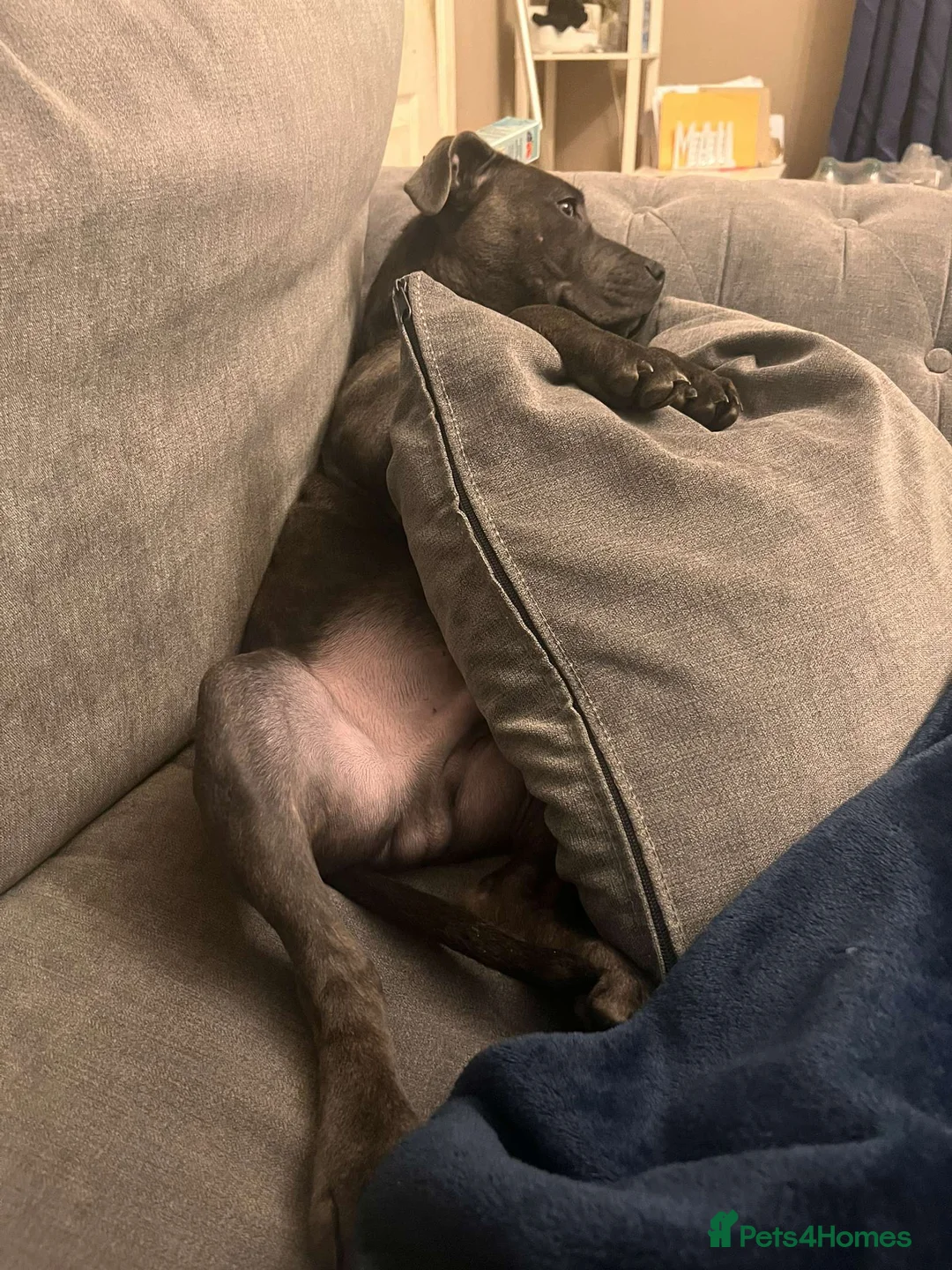 Staffordshire Bull Terrier dogs for sale: Male Blue staffy Troy - Advert 19