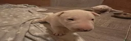 Miniature Bull terrier dogs for sale: White Miniature Bullterrier  - Advert 11