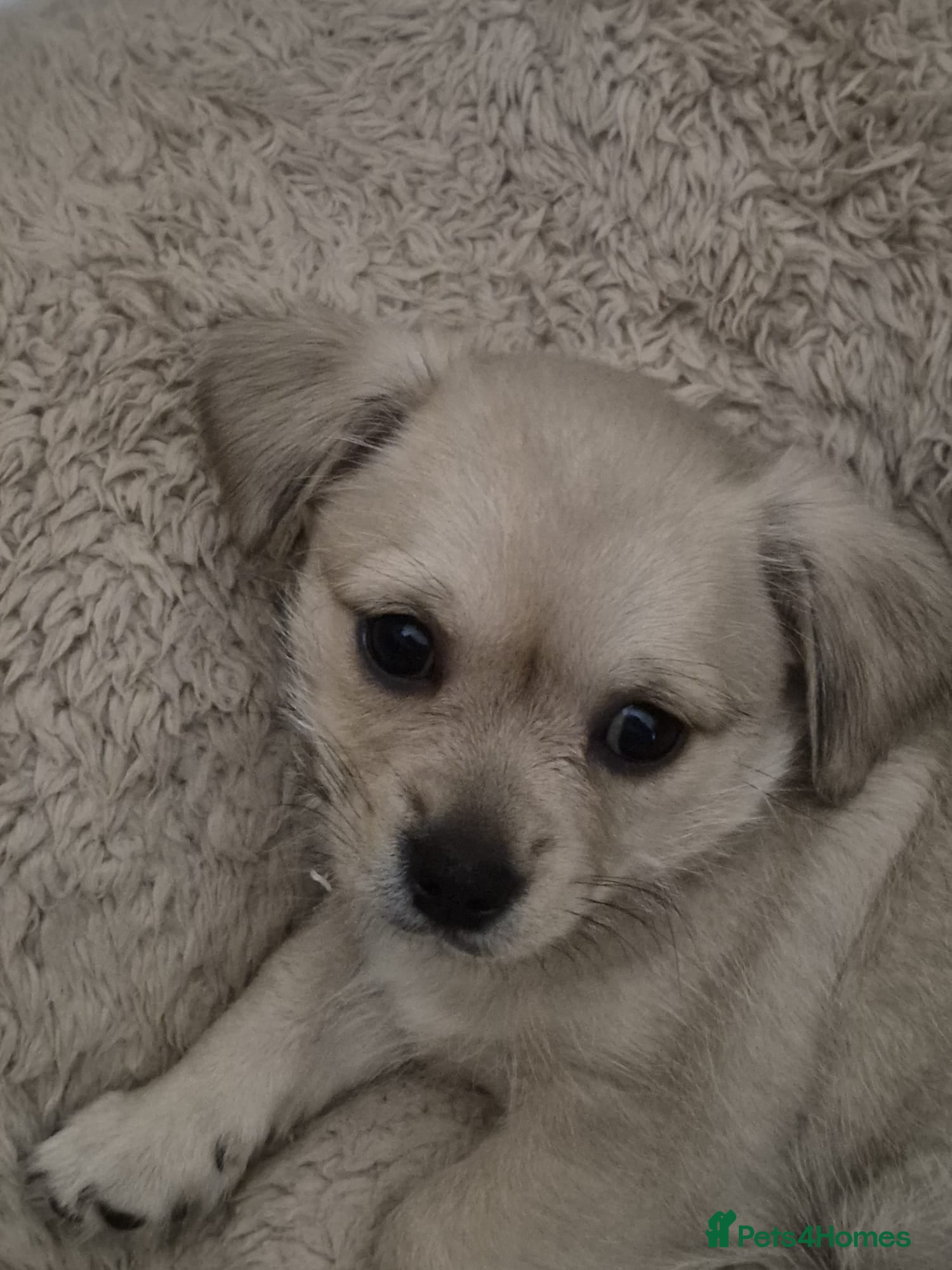 Mixed Breed dogs Shichu - Advert 3