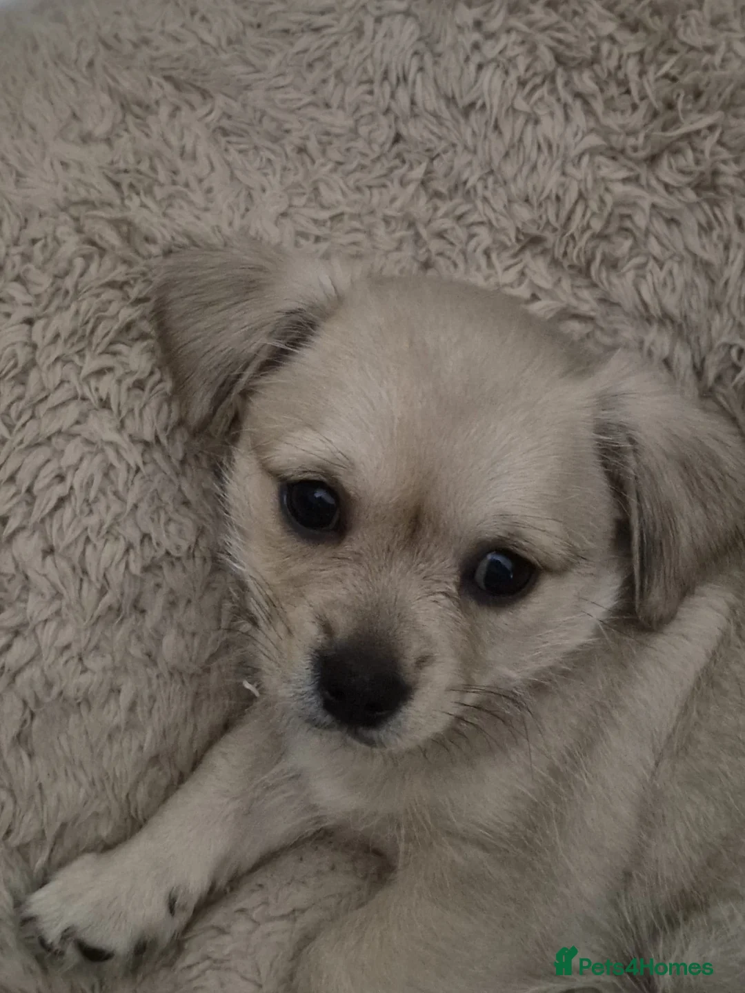 Mixed Breed dogs for sale: Shichu in Oldham - Advert 1