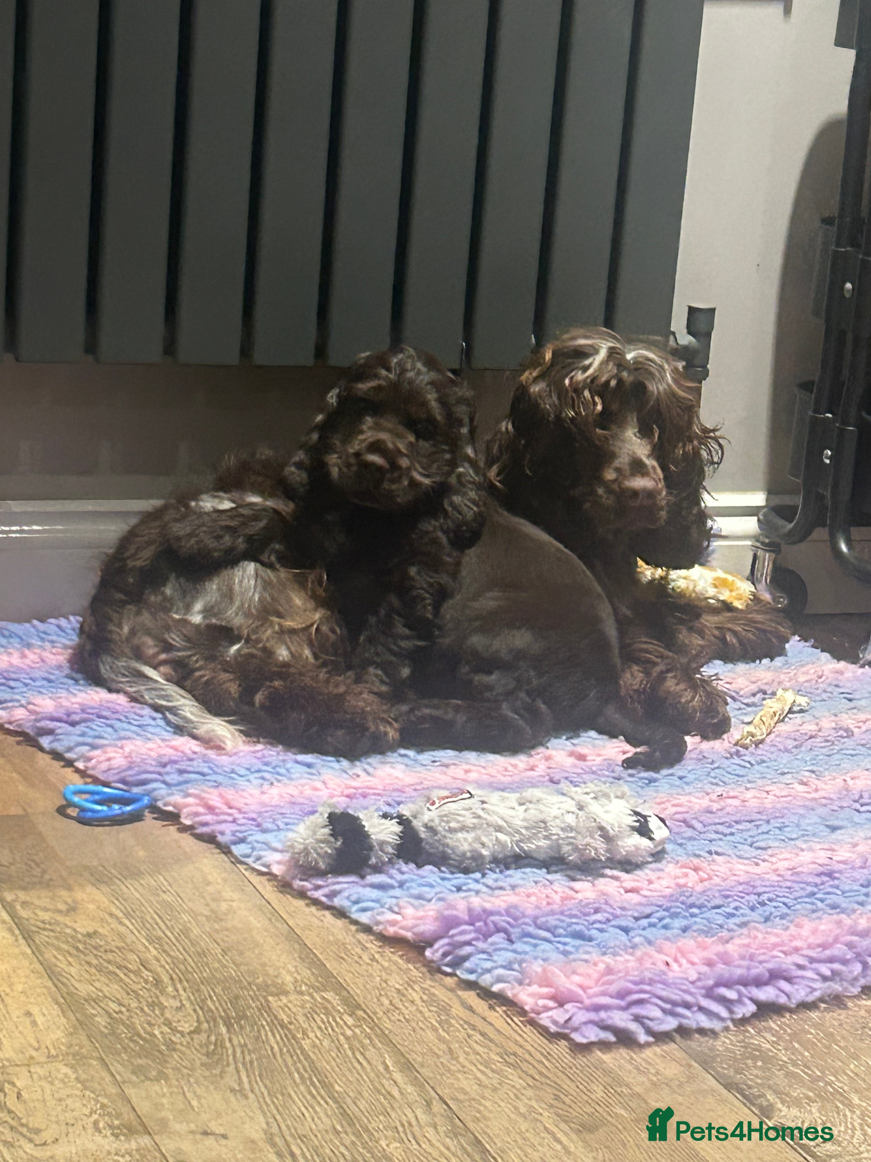 Cocker Spaniel dogs Show cocker spaniel boy 💚READY NOW💚 - Advert 16