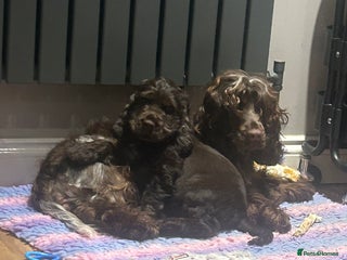 Cocker Spaniel dogs Show cocker spaniel boy 💚READY NOW💚 - Advert 16